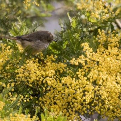 Acanthiza pusilla (Brown Thornbill) at Hawker, ACT - 4 Aug 2017 by Alison Milton