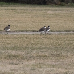 Vanellus miles (Masked Lapwing) at Bungendore, NSW - 29 Jul 2017 by Alison Milton