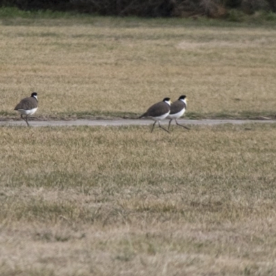 Vanellus miles (Masked Lapwing) at Bungendore, NSW - 30 Jul 2017 by AlisonMilton