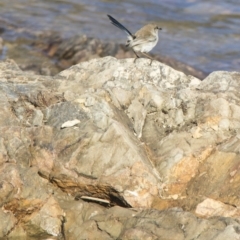 Malurus cyaneus at Oallen, NSW - 30 Jul 2017