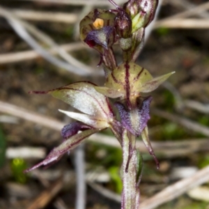 Acianthus collinus at Canberra Central, ACT - 12 Jul 2017