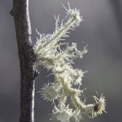 Usnea sp. (genus) (Bearded lichen) at Nerriga, NSW - 29 Jul 2017 by Alison Milton