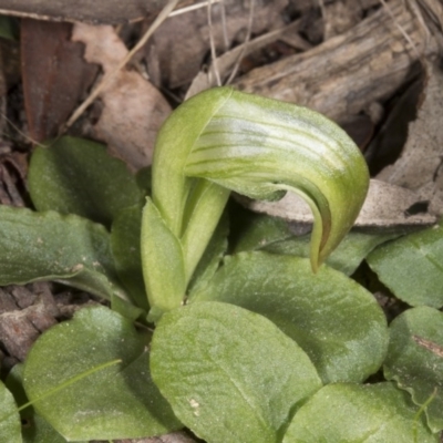 Pterostylis nutans (Nodding Greenhood) at Molonglo Valley, ACT - 27 Jul 2017 by DerekC