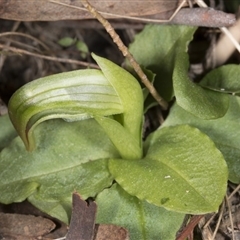 Pterostylis nutans at Point 5204 - 27 Jul 2017