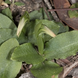 Pterostylis nutans at Point 5204 - suppressed