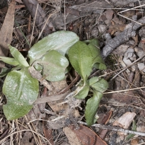 Pterostylis nutans at Point 5204 - suppressed