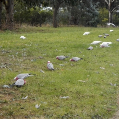 Eolophus roseicapilla (Galah) at Belconnen, ACT - 18 Jul 2017 by Alison Milton