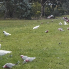 Cacatua galerita (Sulphur-crested Cockatoo) at Belconnen, ACT - 19 Jul 2017 by AlisonMilton