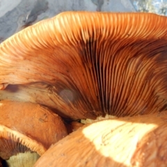 Gymnopilus junonius (Spectacular Rustgill) at Higgins, ACT - 26 May 2017 by AlisonMilton