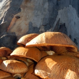 Gymnopilus junonius at Higgins, ACT - 26 May 2017