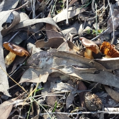 Cortinarius sp. (Cortinarius) at Sutton, NSW - 5 Aug 2017 by ClubFED