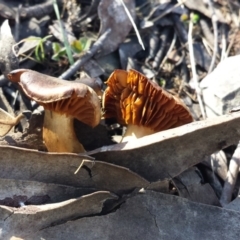 Cortinarius sp. at Sutton, NSW - 5 Aug 2017 12:34 PM