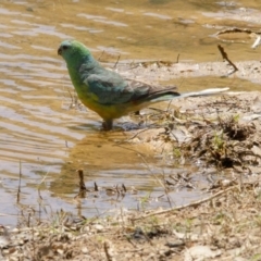 Psephotus haematonotus (Red-rumped Parrot) at Belconnen, ACT - 29 Nov 2015 by AlisonMilton