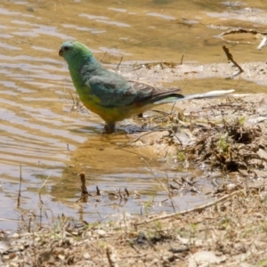 Psephotus haematonotus at Belconnen, ACT - 29 Nov 2015