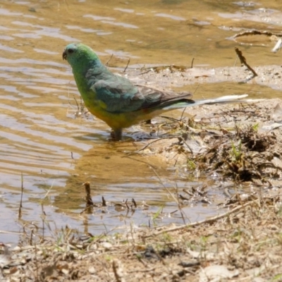 Psephotus haematonotus (Red-rumped Parrot) at Belconnen, ACT - 29 Nov 2015 by Alison Milton