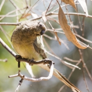 Psephotus haematonotus at Belconnen, ACT - 29 Nov 2015