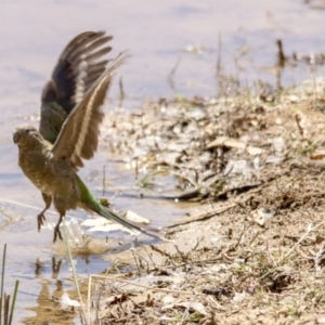 Psephotus haematonotus at Belconnen, ACT - 29 Nov 2015