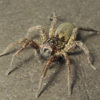 Lycosidae (family) (Unidentified wolf spider) at Conder, ACT - 14 May 2016 by michaelb