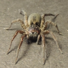 Lycosidae (family) at Conder, ACT - 15 May 2016