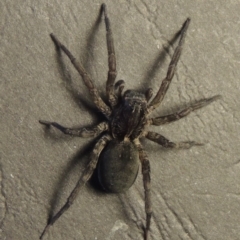 Lycosidae (family) at Conder, ACT - 15 May 2016