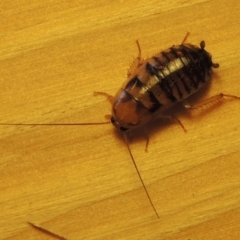 Robshelfordia sp. (genus) (A Shelford cockroach) at Conder, ACT - 18 May 2016 by michaelb