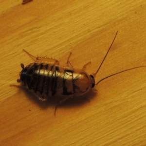 Robshelfordia sp. (genus) at Conder, ACT - 18 May 2016