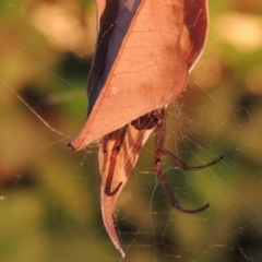 Phonognatha graeffei (Leaf Curling Spider) at Conder, ACT - 19 Mar 2015 by michaelb