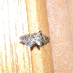 Nacoleia rhoeoalis at Conder, ACT - 19 Mar 2015