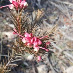 Grevillea rosmarinifolia subsp. rosmarinifolia (Rosemary Grevillea) at Scrivener Hill - 6 Aug 2017 by Mike