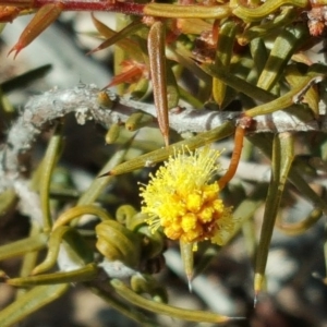 Acacia ulicifolia at O'Malley, ACT - 6 Aug 2017 12:09 PM