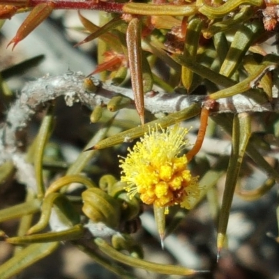 Acacia ulicifolia (Prickly Moses) at Scrivener Hill - 6 Aug 2017 by Mike