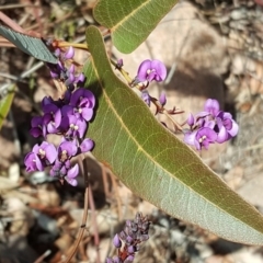 Hardenbergia violacea (False Sarsaparilla) at Scrivener Hill - 6 Aug 2017 by Mike