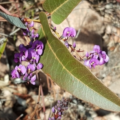 Hardenbergia violacea (False Sarsaparilla) at O'Malley, ACT - 6 Aug 2017 by Mike