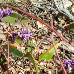 Hardenbergia violacea at O'Malley, ACT - 6 Aug 2017 12:17 PM