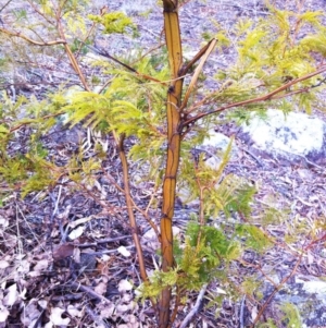 Acacia decurrens at Garran, ACT - 3 Aug 2017 12:00 AM