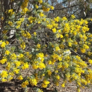 Acacia baileyana at Chifley, ACT - 6 Aug 2017 11:49 AM