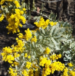 Acacia baileyana at Chifley, ACT - 6 Aug 2017 11:49 AM