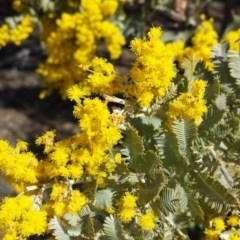 Acacia baileyana at Chifley, ACT - 6 Aug 2017 11:49 AM