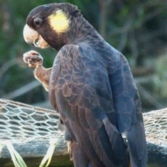 Zanda funerea (Yellow-tailed Black-Cockatoo) at Barragga Bay, NSW - 5 Aug 2017 by narelle