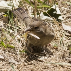 Passer domesticus (House Sparrow) at Belconnen, ACT - 29 Nov 2015 by AlisonMilton