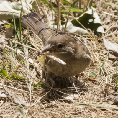 Passer domesticus (House Sparrow) at Belconnen, ACT - 29 Nov 2015 by AlisonMilton