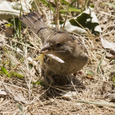 Passer domesticus (House Sparrow) at Belconnen, ACT - 29 Nov 2015 by Alison Milton