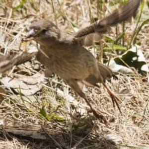 Passer domesticus at Belconnen, ACT - 29 Nov 2015