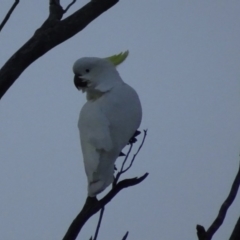 Cacatua galerita (Sulphur-crested Cockatoo) at Bungendore, NSW - 6 Aug 2017 by yellowboxwoodland