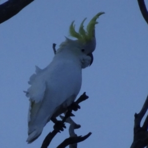 Cacatua galerita at Bungendore, NSW - 6 Aug 2017