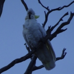 Cacatua galerita at Bungendore, NSW - 6 Aug 2017