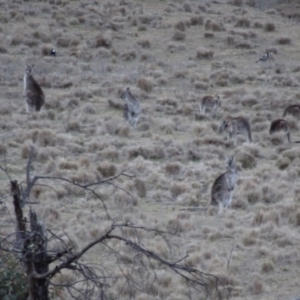 Macropus giganteus at Bungendore, NSW - 6 Aug 2017