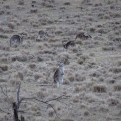 Macropus giganteus at Bungendore, NSW - 6 Aug 2017