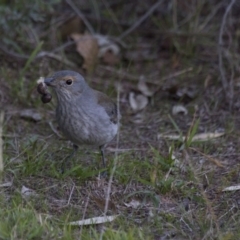 Colluricincla harmonica (Grey Shrikethrush) at Belconnen, ACT - 29 May 2016 by AlisonMilton