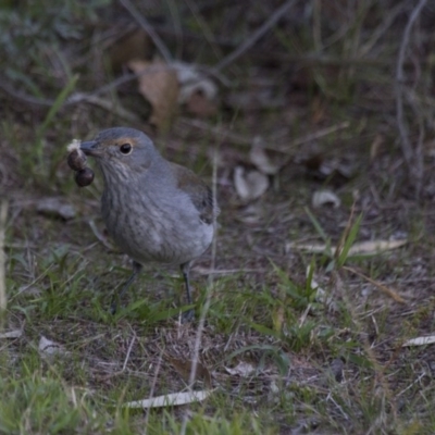 Colluricincla harmonica (Grey Shrikethrush) at Belconnen, ACT - 29 May 2016 by Alison Milton